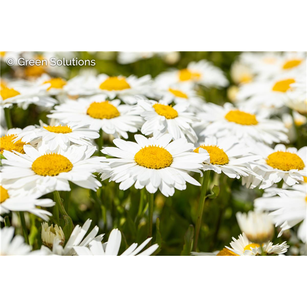SHASTA DAISY MADONNA 1G