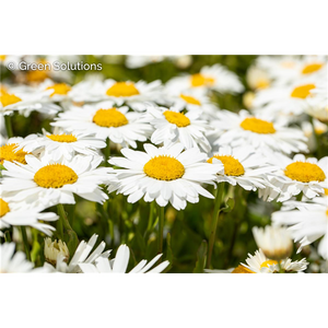 SHASTA DAISY MADONNA 1G