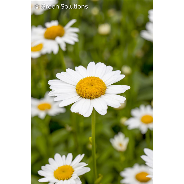 SHASTA DAISY MAKE MY DAISY HAPPY 2G