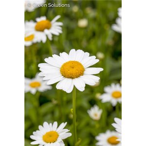 SHASTA DAISY MAKE MY DAISY HAPPY 2G