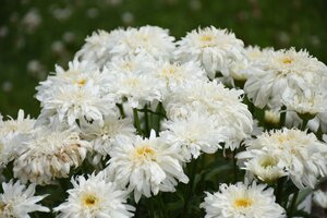 SHASTA DAISY MARSHMELLOW 1G (PW)