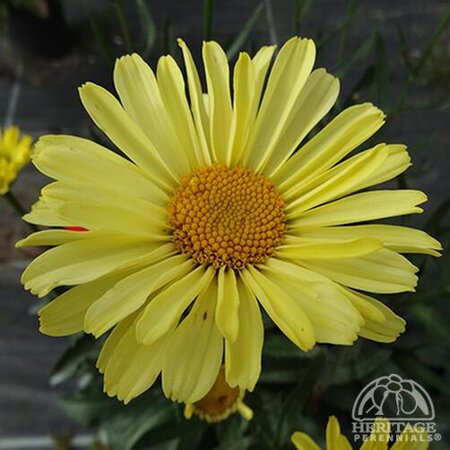 SHASTA DAISY REAL SUNBEAM 1G