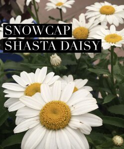 SHASTA DAISY SNOWCAP 1G