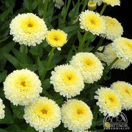 SHASTA DAISY SUPERBUM LUNA 1G