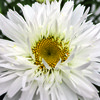 SHASTA DAISY SWEET DAISY REBECCA 1G