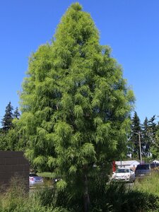 SHAWNEE BRAVE BALD CYPRES 125CM