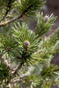 SHERWOOD COMPACT PINE 50CM STD - image 5