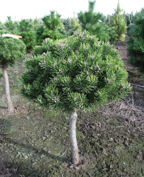 SHERWOOD COMPACT PINE 50CM STD
