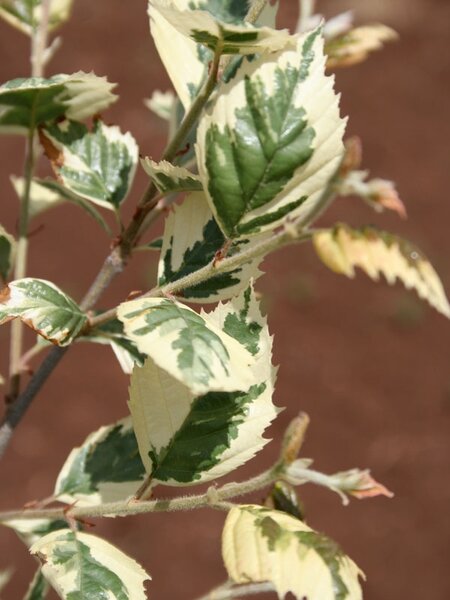 SHILOH SPLASH BIRCH 25MM