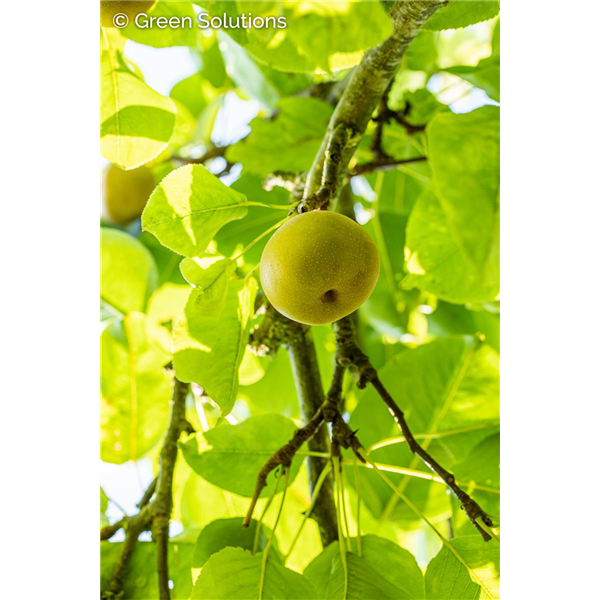 SHINSEIKI ORIENTAL PEAR DWARF