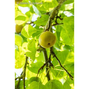 SHINSEIKI ORIENTAL PEAR DWARF