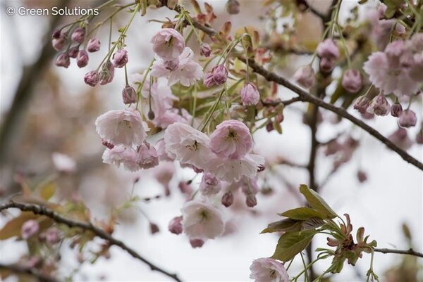 SHIROFUGEN FLOWERING CHERRY 175 CM