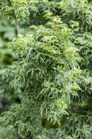 SHISHIGASHIRA JAPANESE MAPLE 75CM (LION HEAD) (3 MONTH WARRANTY)  - image 2