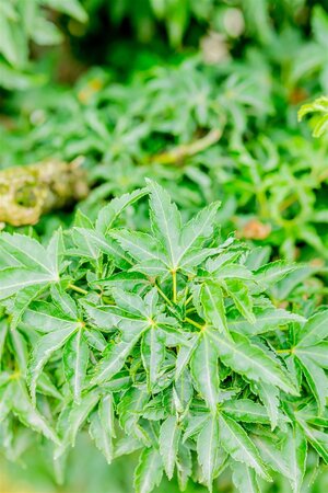 SHISHIGASHIRA JAPANESE MAPLE 75CM (LION HEAD) (3 MONTH WARRANTY)  - image 5