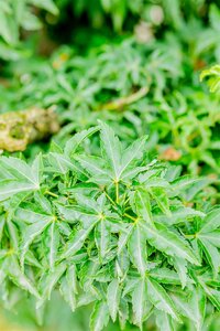 SHISHIGASHIRA JAPANESE MAPLE 75CM (LION HEAD) (3 MONTH WARRANTY)  - image 5