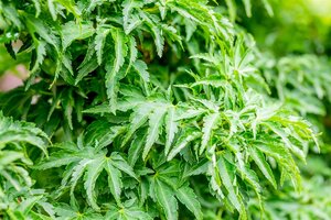 SHISHIGASHIRA JAPANESE MAPLE 75CM (LION HEAD) (3 MONTH WARRANTY)  - image 3