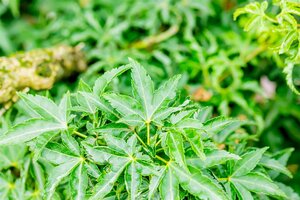 SHISHIGASHIRA JAPANESE MAPLE 75CM (LION HEAD) (3 MONTH WARRANTY)  - image 4