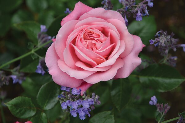 SHOWPIECE BLUSH ROSE 2GAL Shrub Pink (3 Month Warranty)