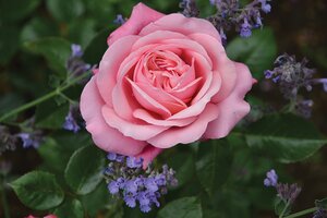 SHOWPIECE BLUSH ROSE 2GAL Shrub Pink (3 Month Warranty)