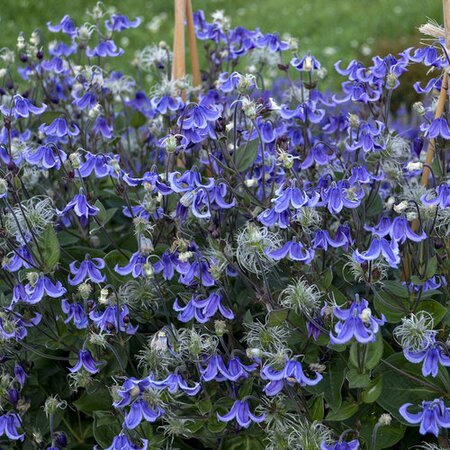 SHRUB CLEMATIS STAND BY ME PW 2G