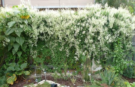 SILVER LACE VINE 2G