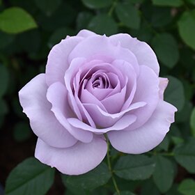 SILVER LINING ROSE 2G-Lavender-Floribunda