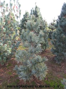 SILVERAY KOREAN PINE 75CM BB