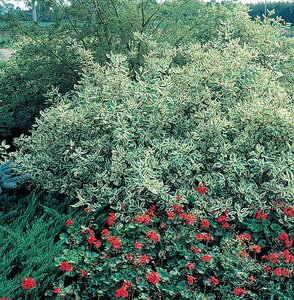 SILVERLEAF DOGWOOD 40 CM
