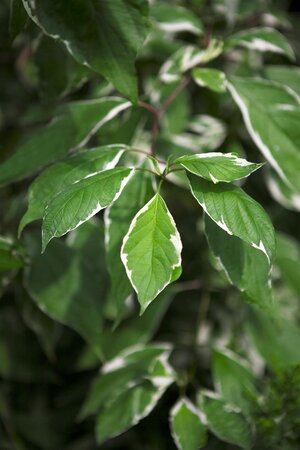 SILVERLEAF DOGWOOD 80 CM STD  - image 2