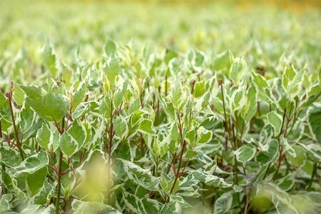 SILVERLEAF DOGWWOOD 60CM - image 4
