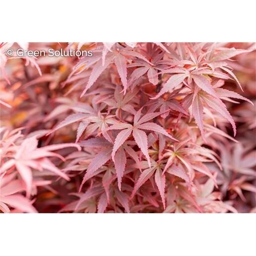 SKEETER'S BROOM JAPANESE MAPLE 125 CM