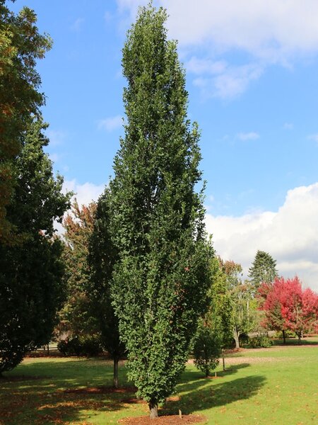 SKINNY GENES OAK 60MM