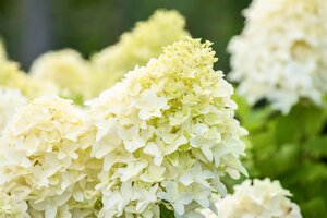 SKYFALL HYDRANGEA 2 GALLON - image 4