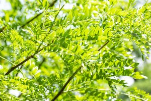 SKYLINE HONEY LOCUST 250 CM  - image 1