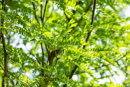 SKYLINE HONEY LOCUST 250 CM  - image 2