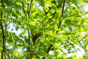SKYLINE HONEY LOCUST 250 CM  - image 2