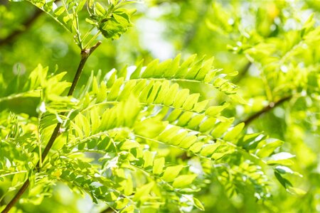 SKYLINE HONEY LOCUST 250 CM  - image 3