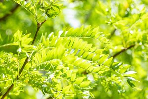 SKYLINE HONEY LOCUST 250 CM  - image 3