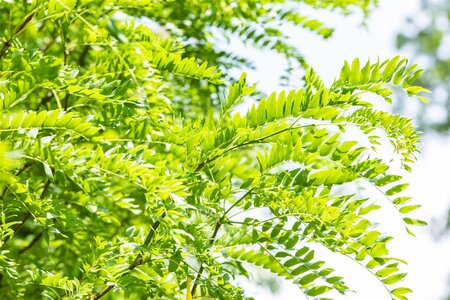 SKYLINE HONEY LOCUST 250 CM  - image 4