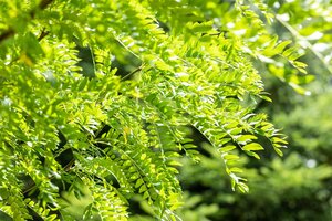 SKYLINE HONEY LOCUST 250 CM  - image 5