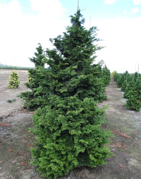SLENDER HINOKI CYPRESS 125 CM