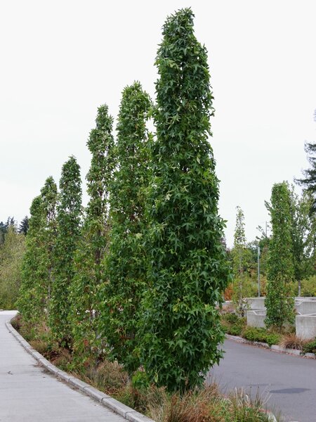 SLENDER SILHOUETTE SWEETGUM 175CM