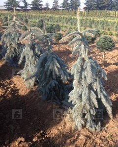SLENDERINA WEEPING BLUE SPRUCE 125CM