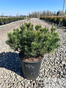 SLOWMOUND MUGO PINE 40CM