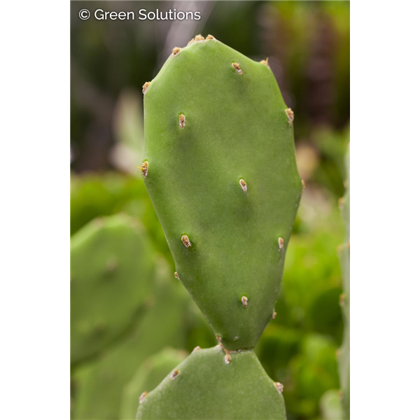 SMOOTH PRICKLY PEAR CACTUS 1G