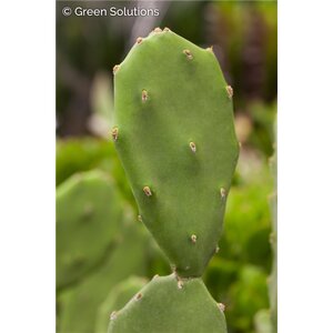 SMOOTH PRICKLY PEAR CACTUS 1G