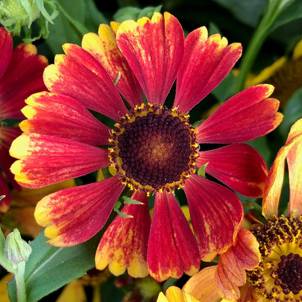 SNEEZEWEED ( HELENIUM) HAYDAY RED BICOLOUR 1 G