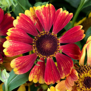 SNEEZEWEED ( HELENIUM) HAYDAY RED BICOLOUR 1 G