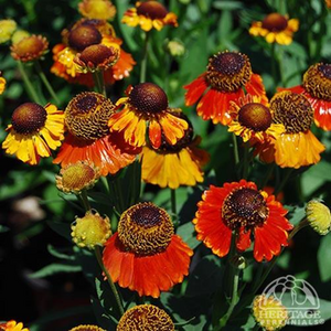SNEEZEWEED (HELENIUM) MARDI GRAS 2G