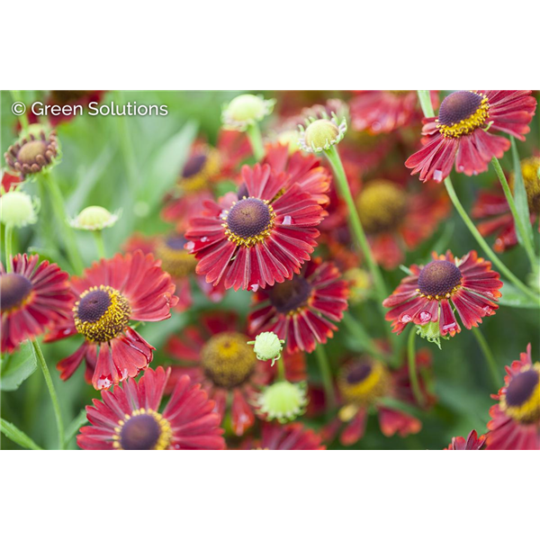 SNEEZEWEED MARIACHI SIESTA 1G